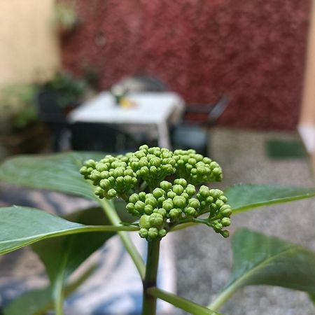 Il Giardino Segreto Leilighet Lucca Eksteriør bilde