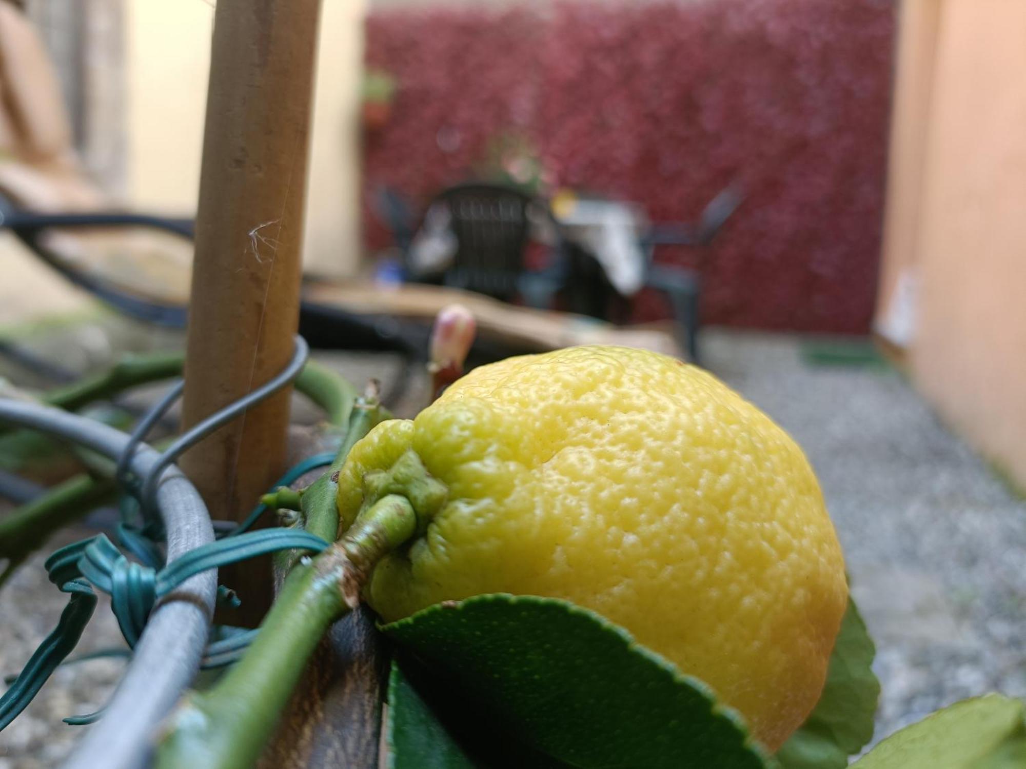 Il Giardino Segreto Leilighet Lucca Eksteriør bilde