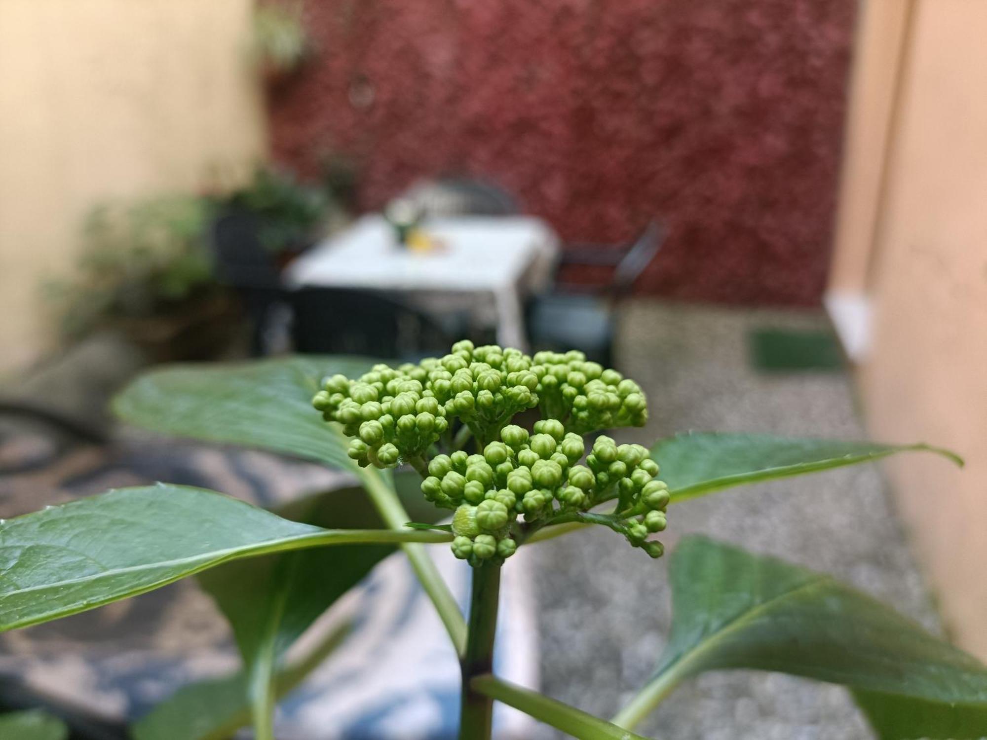 Il Giardino Segreto Leilighet Lucca Eksteriør bilde